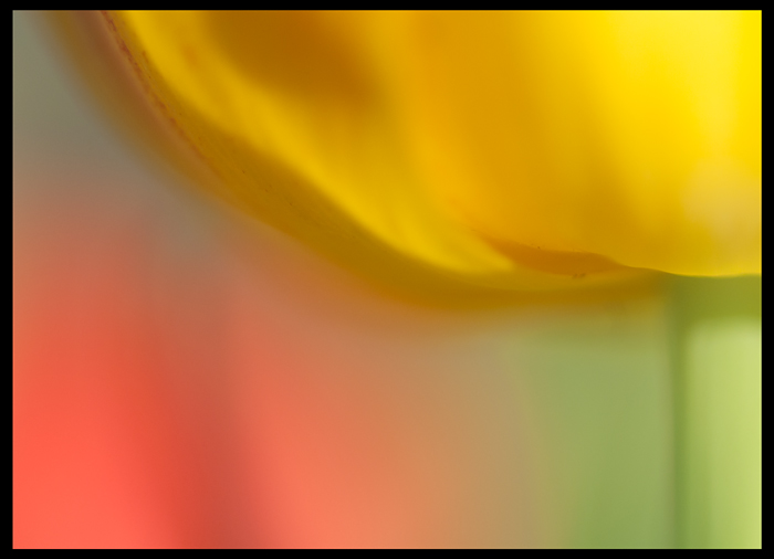 More Tulips!