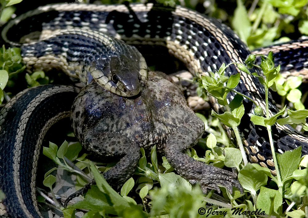 Snake -1, Toad - 0