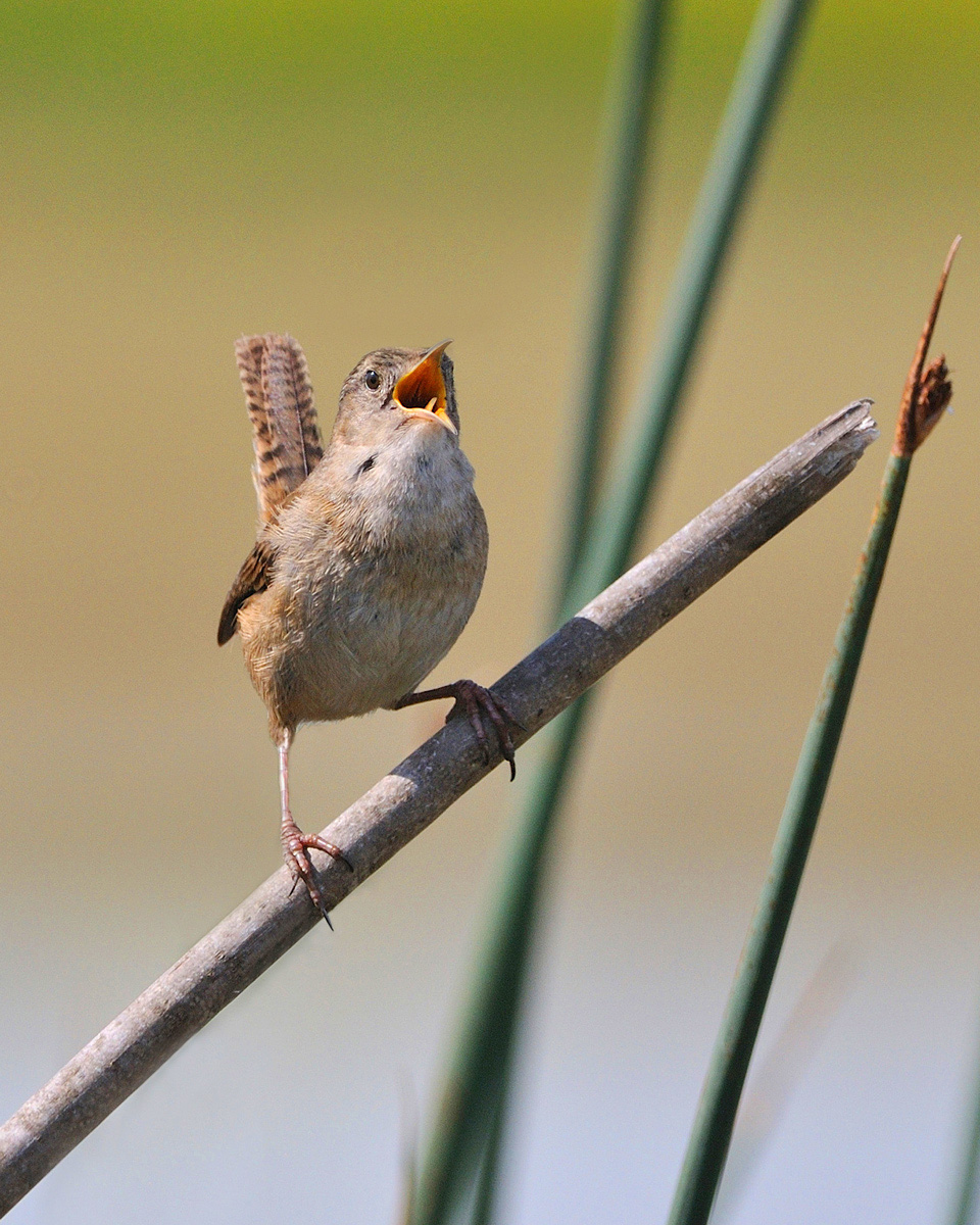 Marsh Wren + Repost