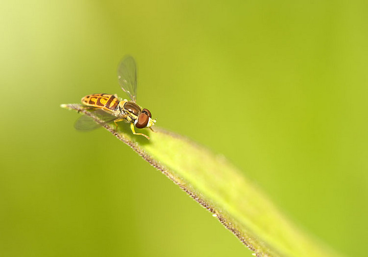 Syrphid fly species