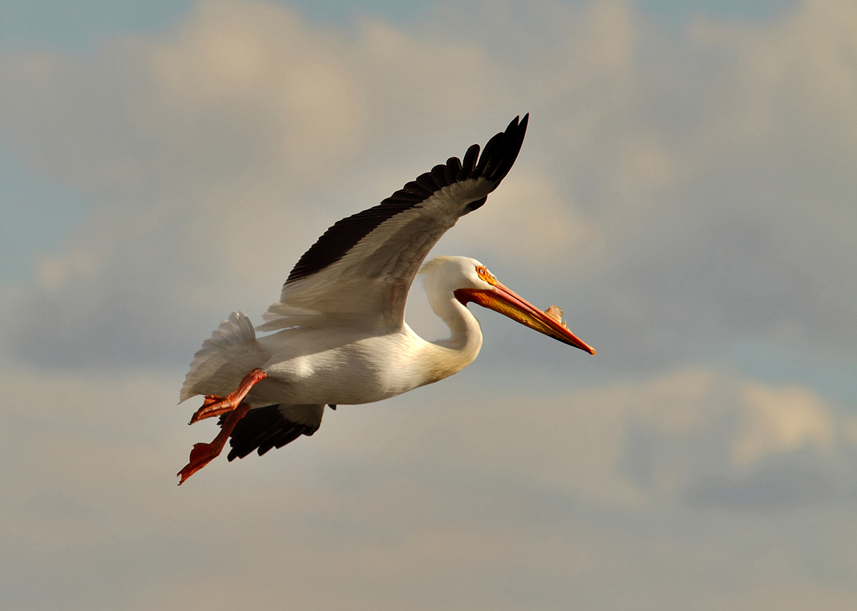 The first of the Pelicans