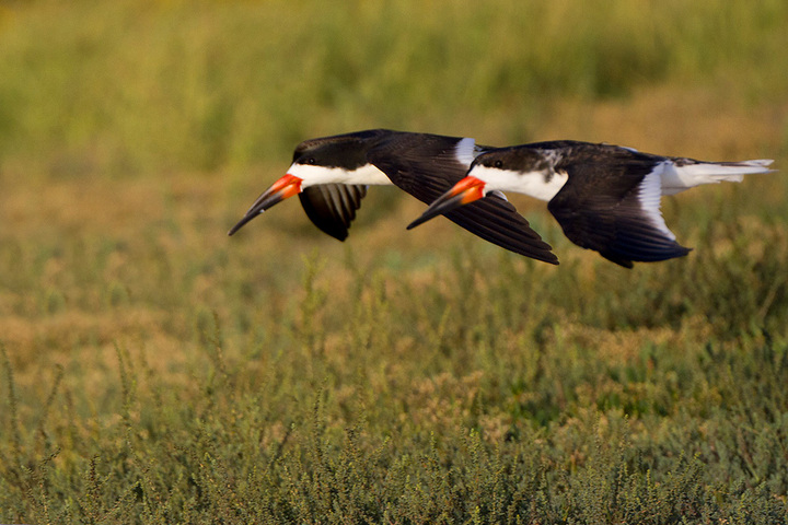 Black Skimmers in Flight