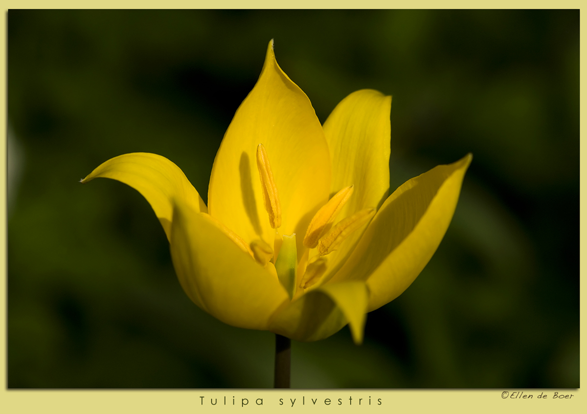Tulipa sylvestris
