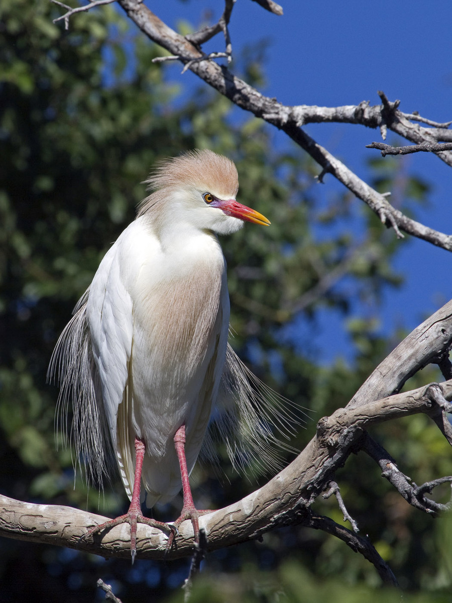 Cattle Egret