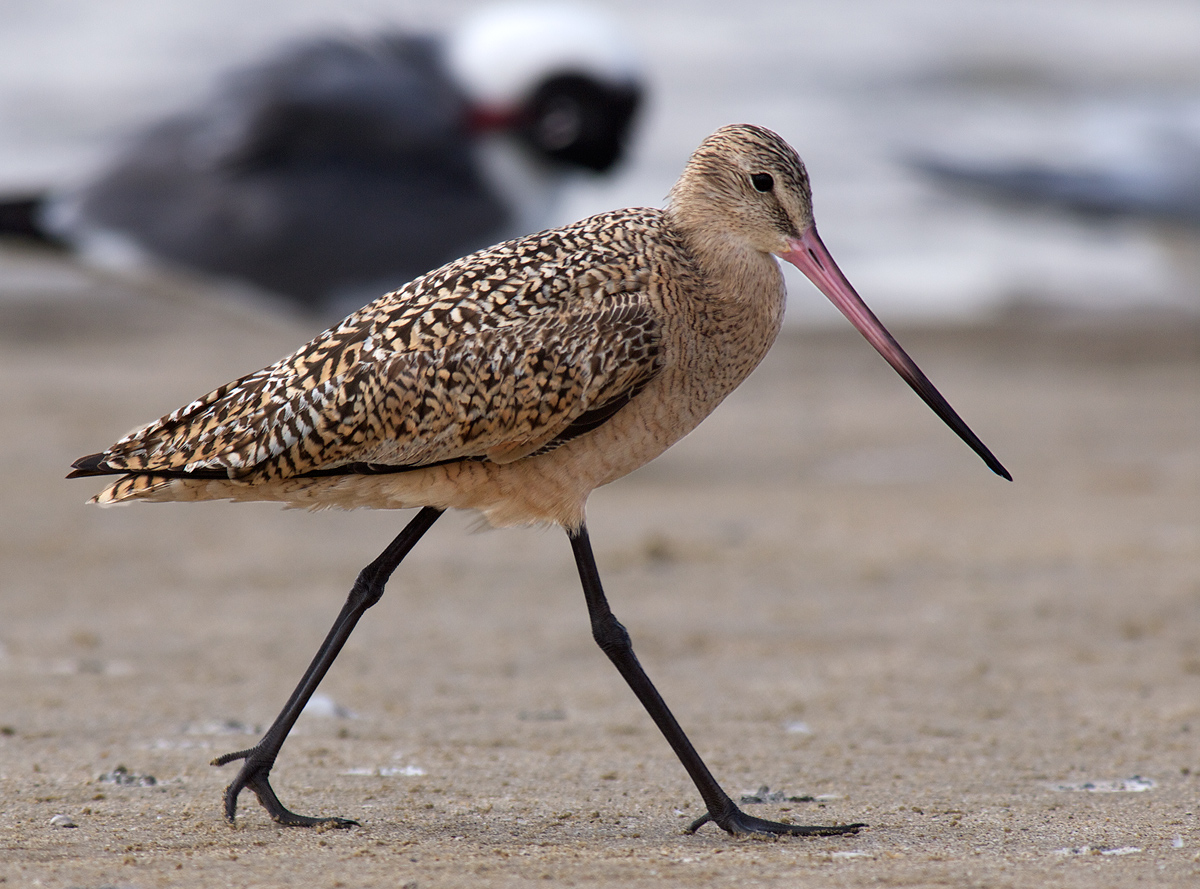 Marbled Godwit