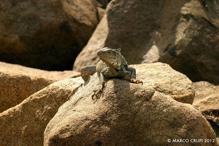 Iguana