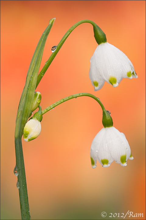 Snowbells