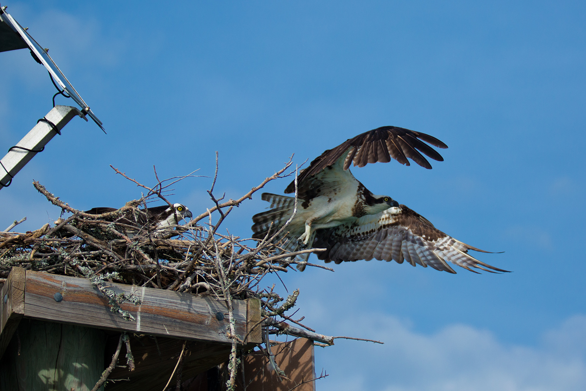 Osprey on Patrol