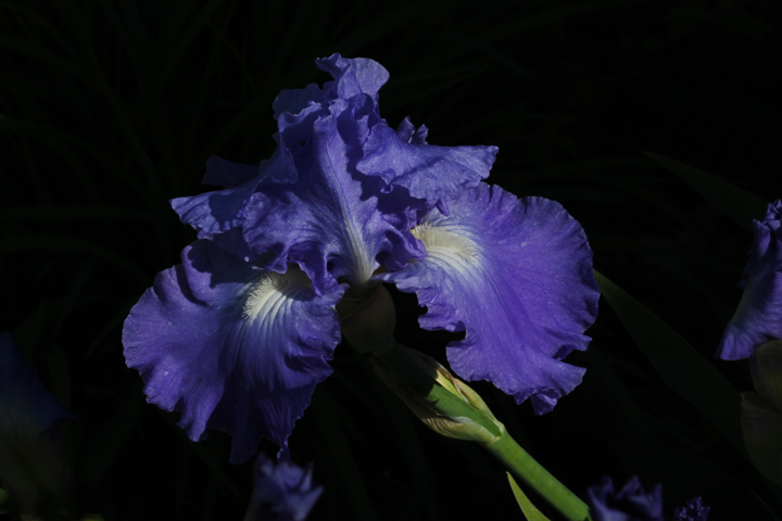 First Iris