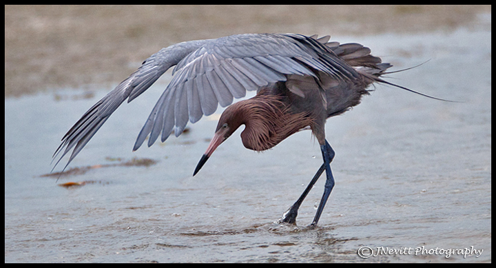 Reddish Egret Dance