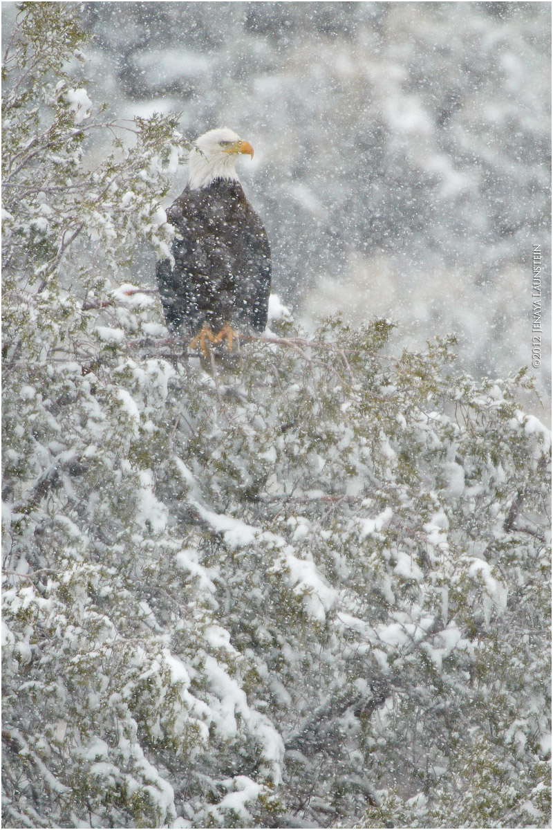 Eagle in the Blizzard