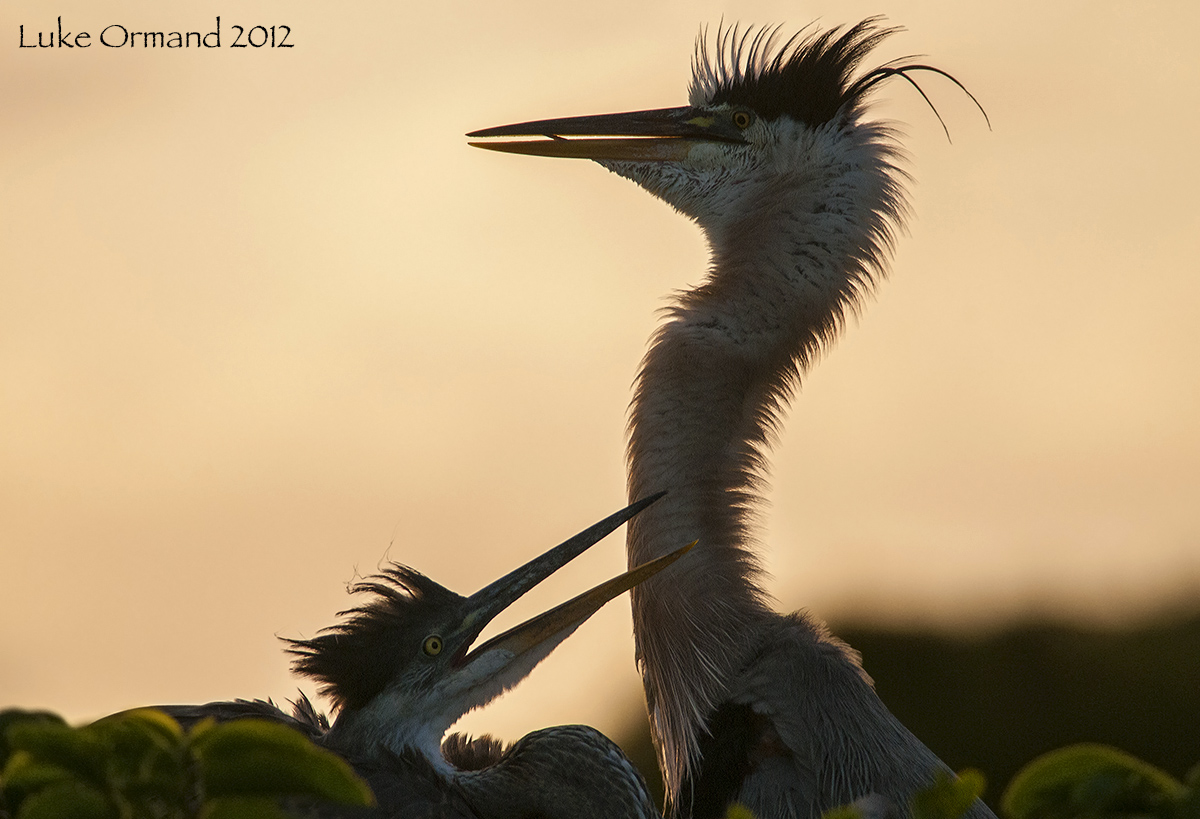 Great Blue Herons