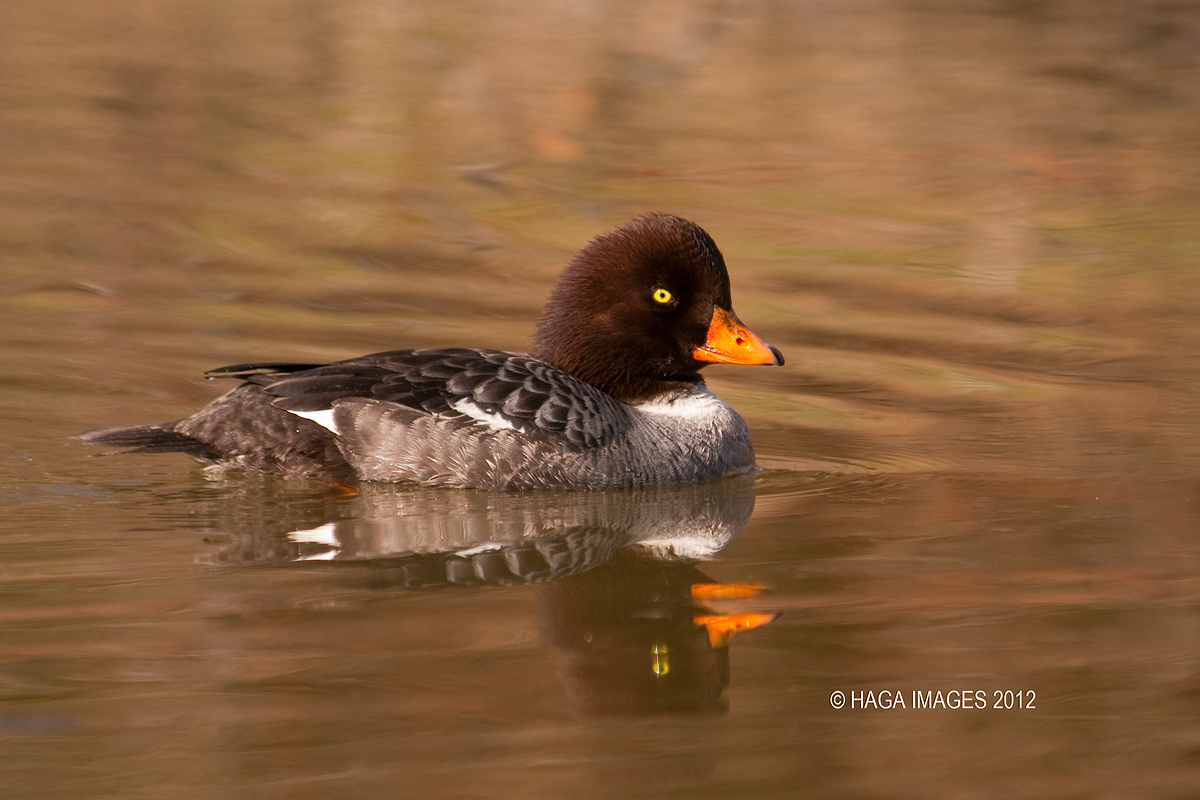 Female Barrows Goldeneye