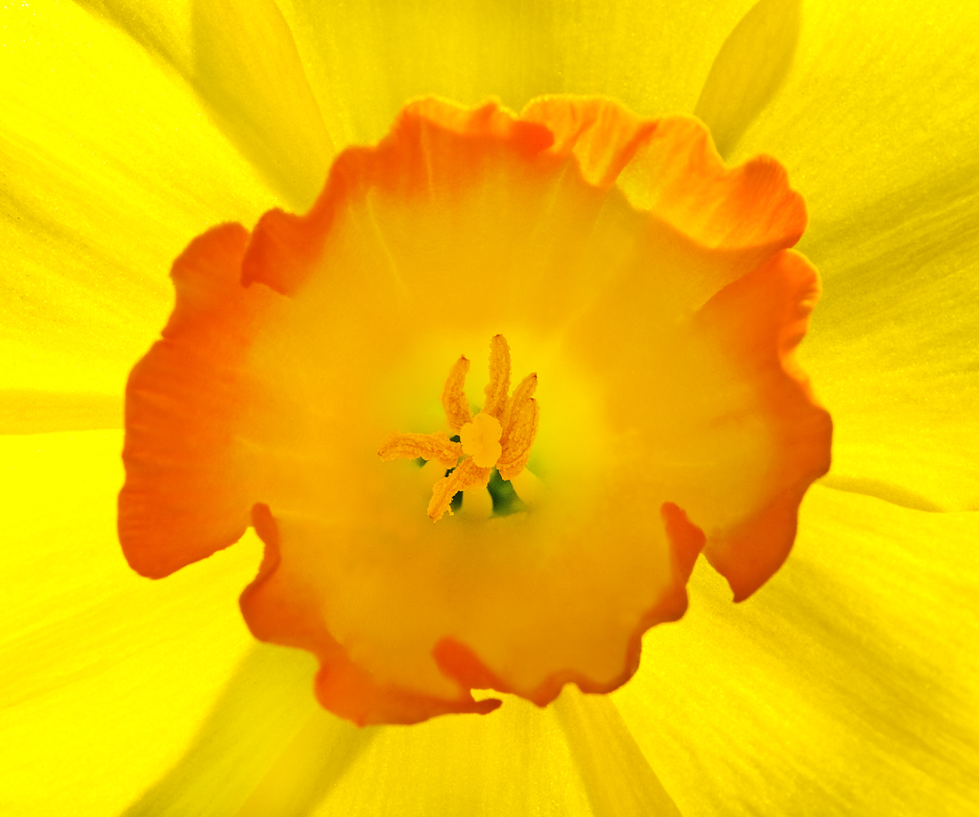 Radiance