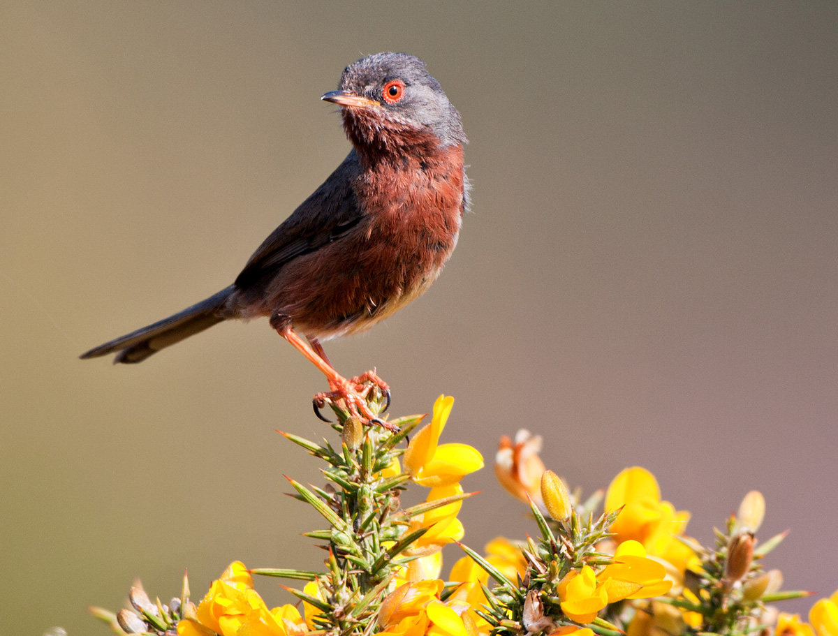 DARTFORD WARBLER