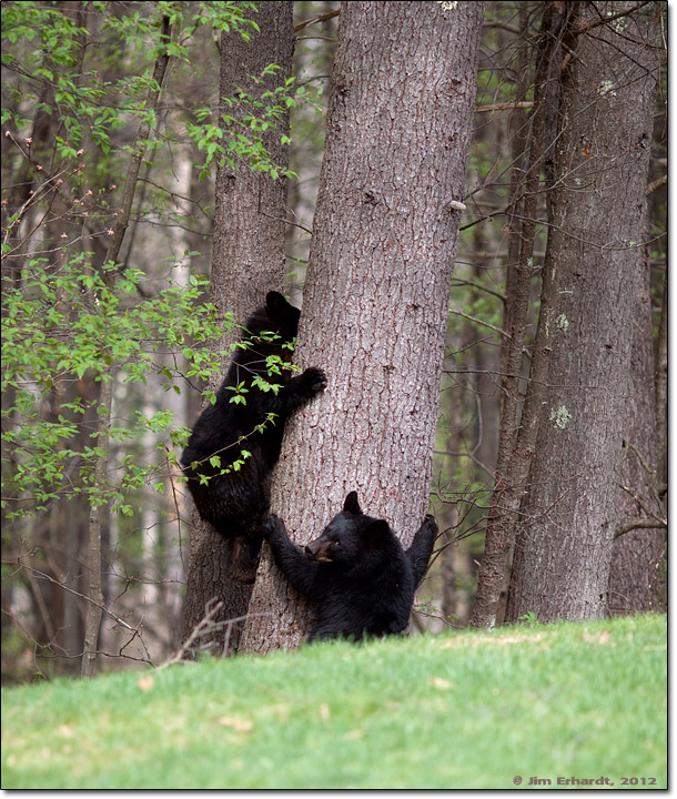 Black Bear Cubs