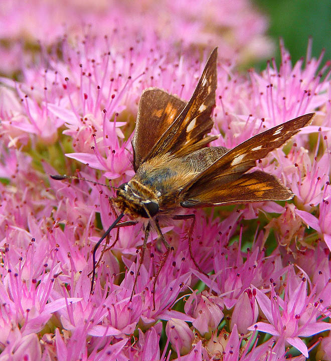 Skipper on sedum 