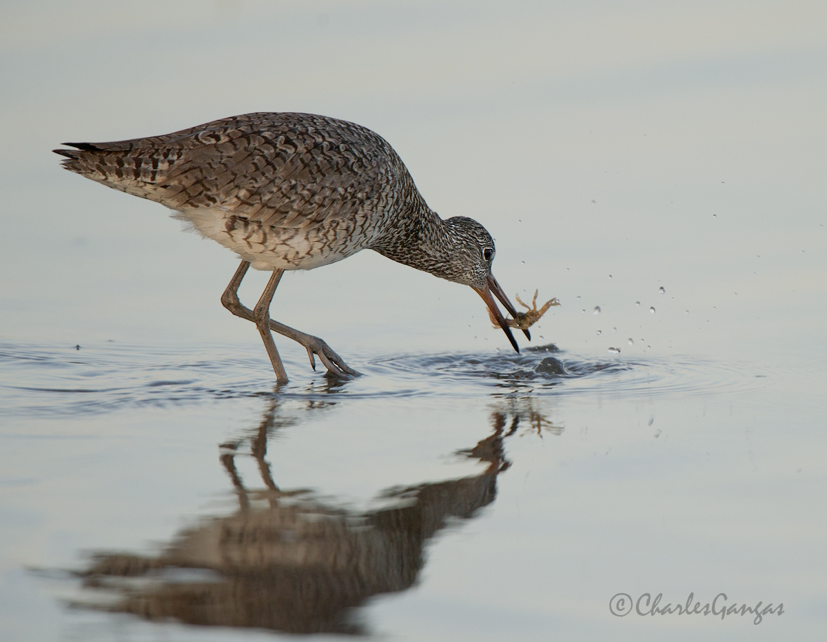 Willet