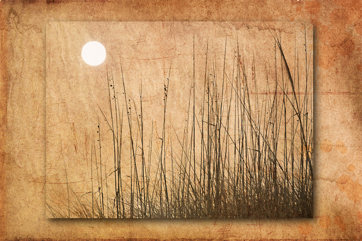 Sea Oat Textures