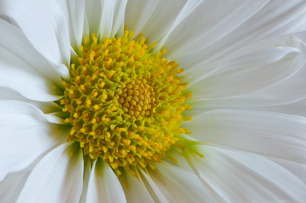 Mums close-up