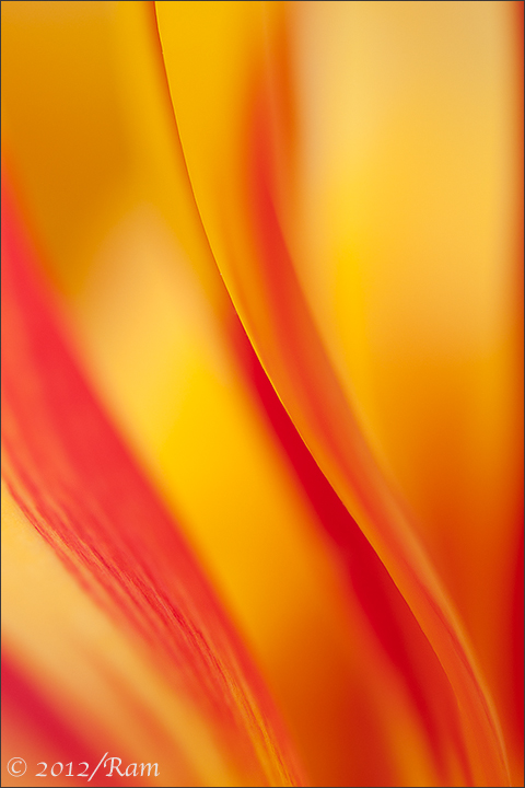 Tulip Abstract