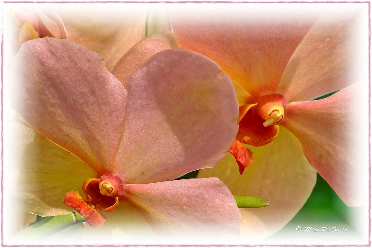 Vanda Orchids