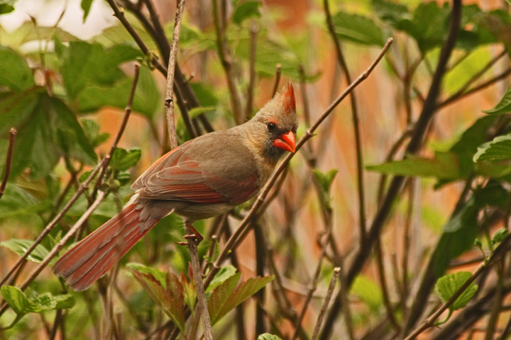 Female cardinal+repost