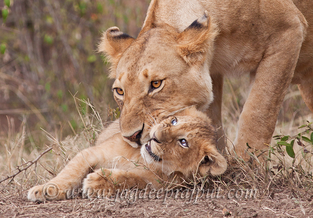 Lifting the cub