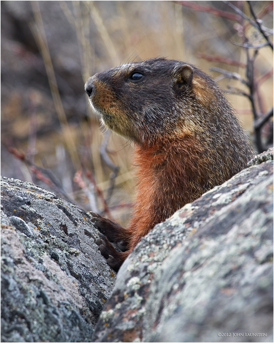 Marmot on Alert