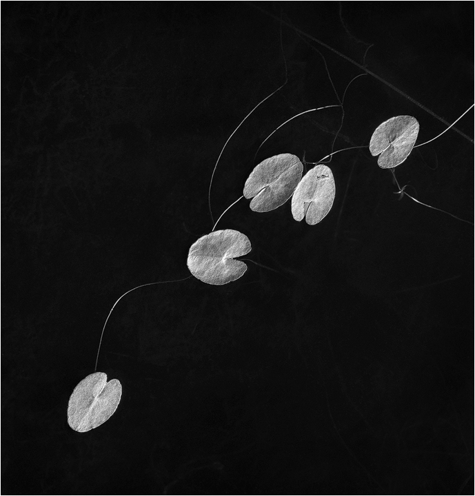 lillies II