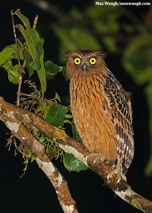 Buffy Fish Owl