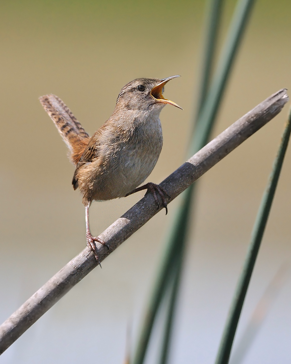 Marsh Wren 2