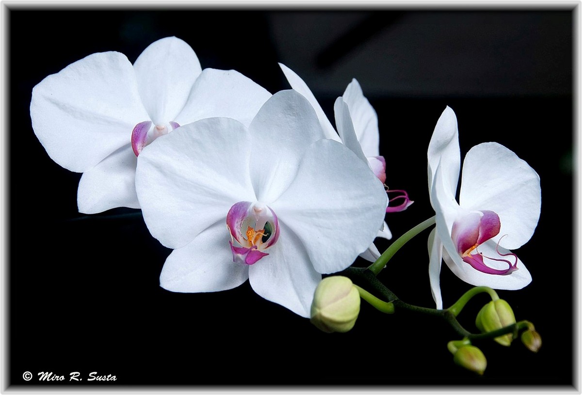 White Orchids