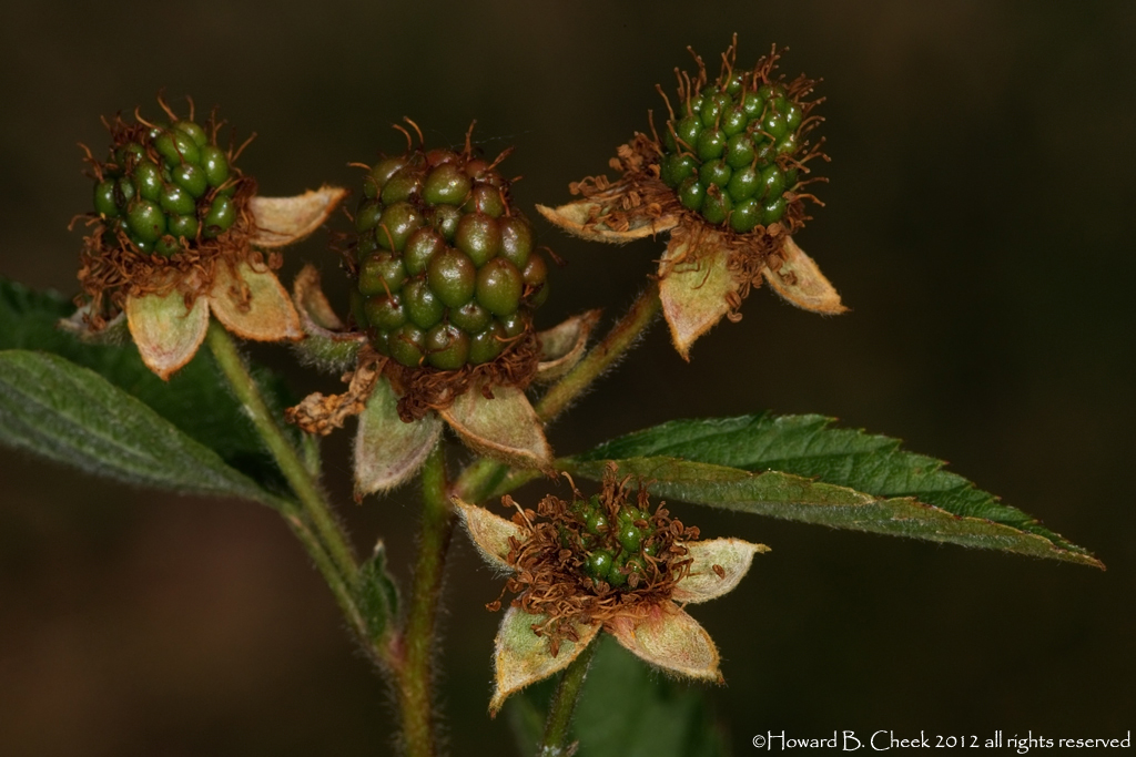 Blackberry Babies