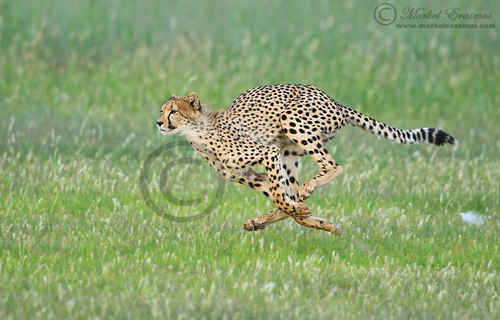 Cheetah Take-off
