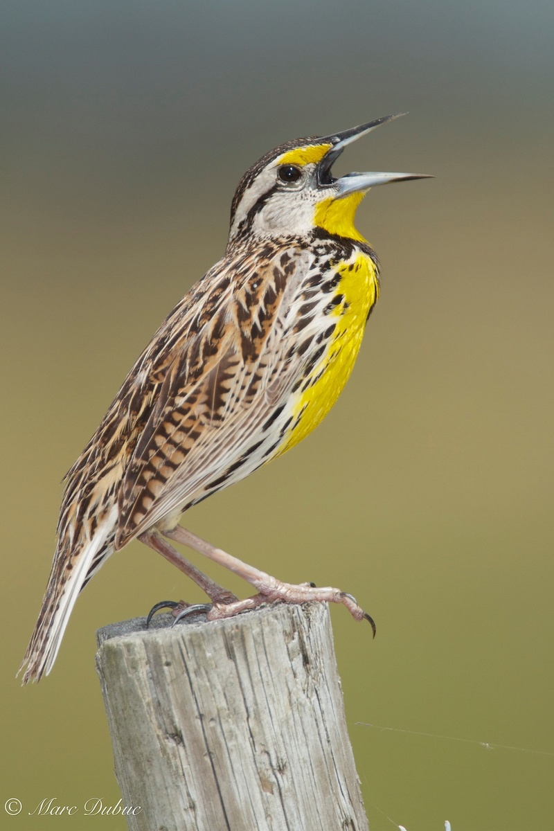 Eastern Meadowlark