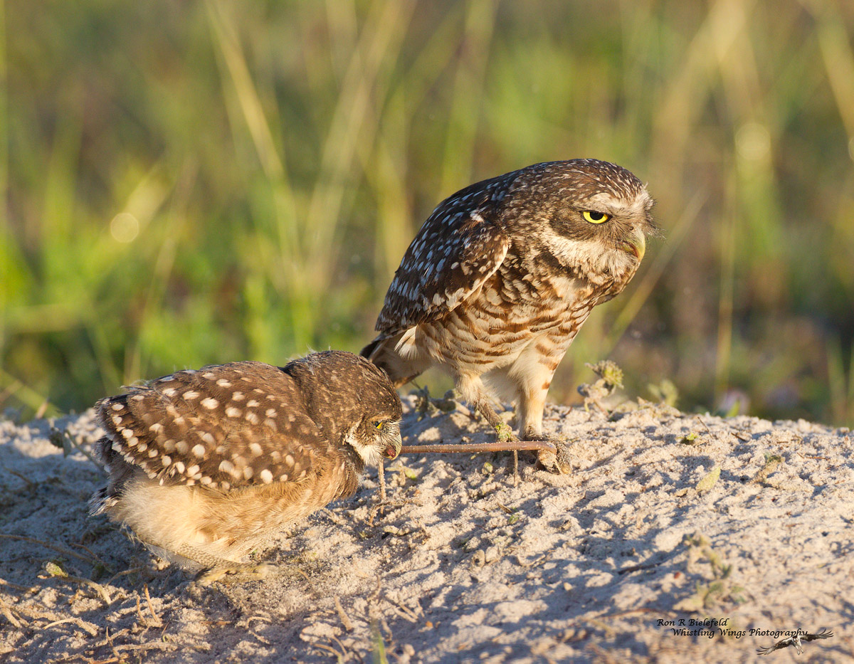 Florida Burrowing Owls
