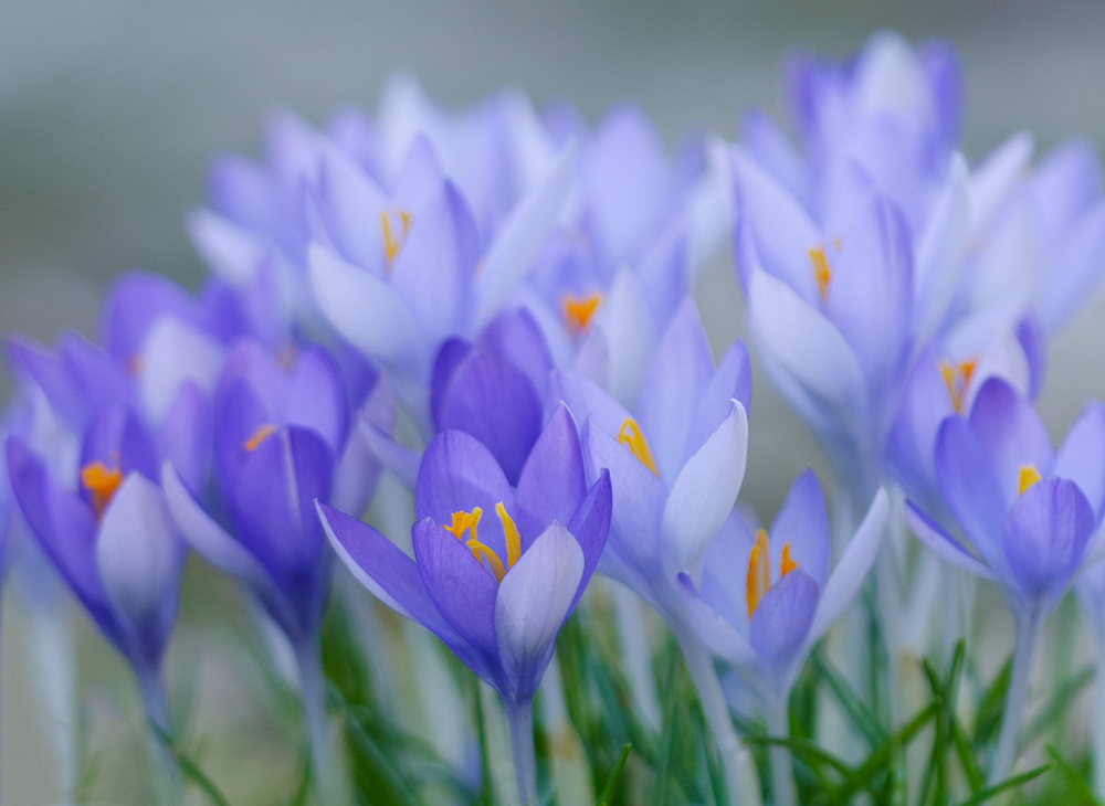 Crocus series #4