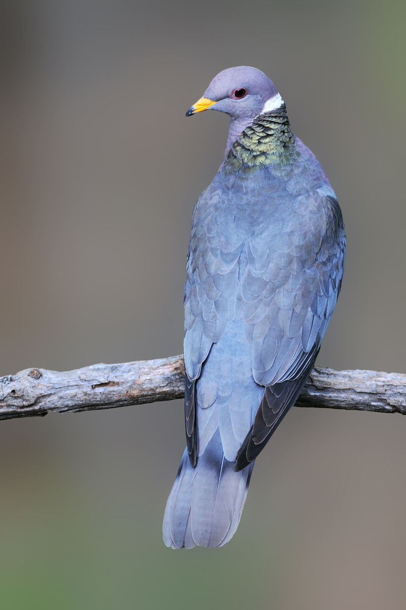 Band-tailed Pigeon
