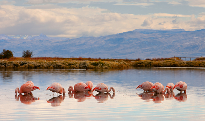 Wild Flamingos Feeding