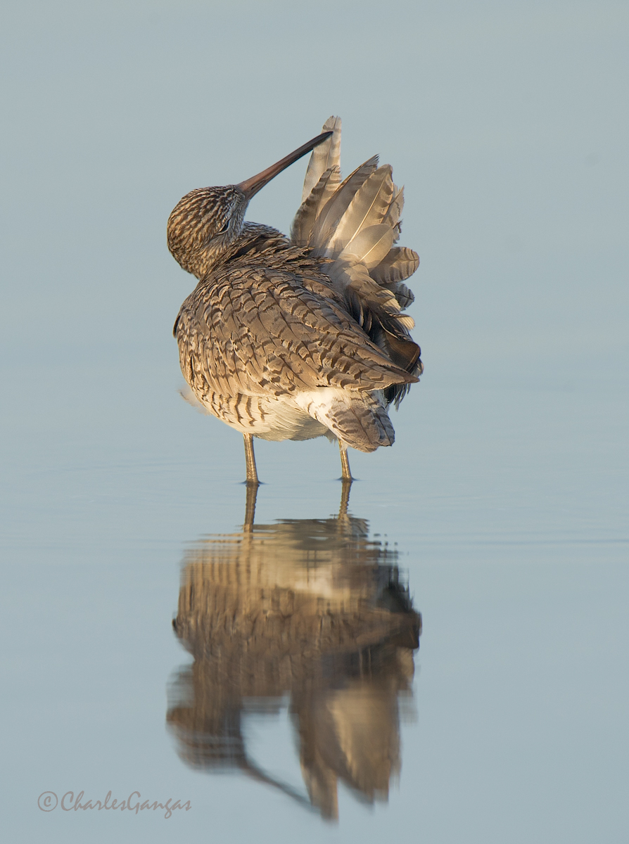 Willet Grooming