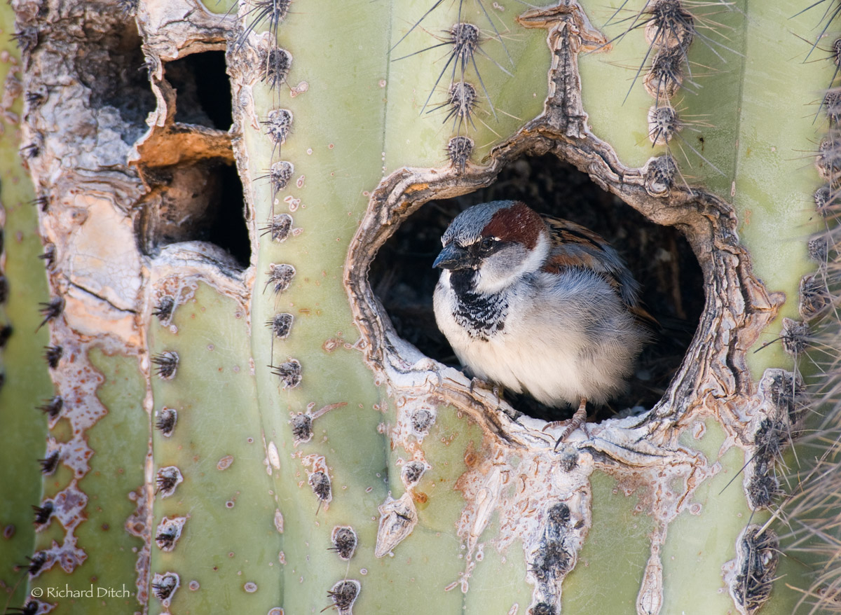 House Sparrow