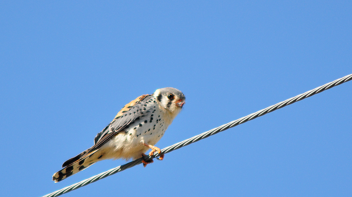 American Kestrel Male