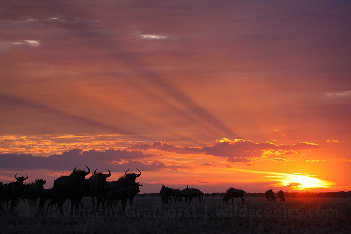 Wild evening spectacle
