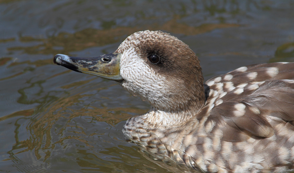 Marbled Duck portrait