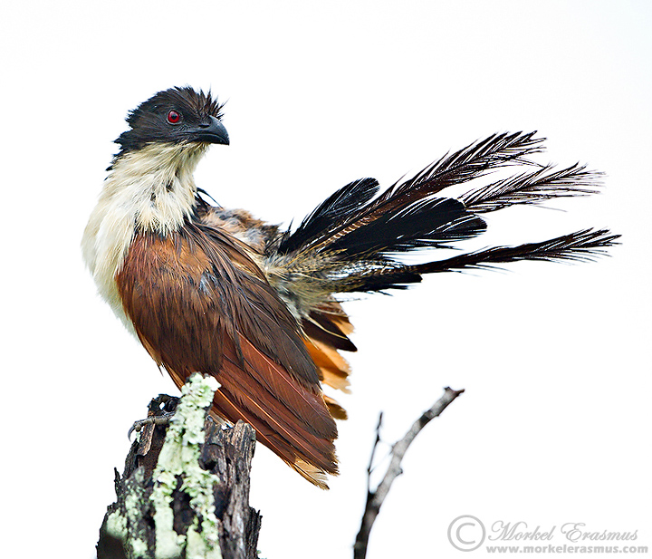 HiKey Burchell's Coucal