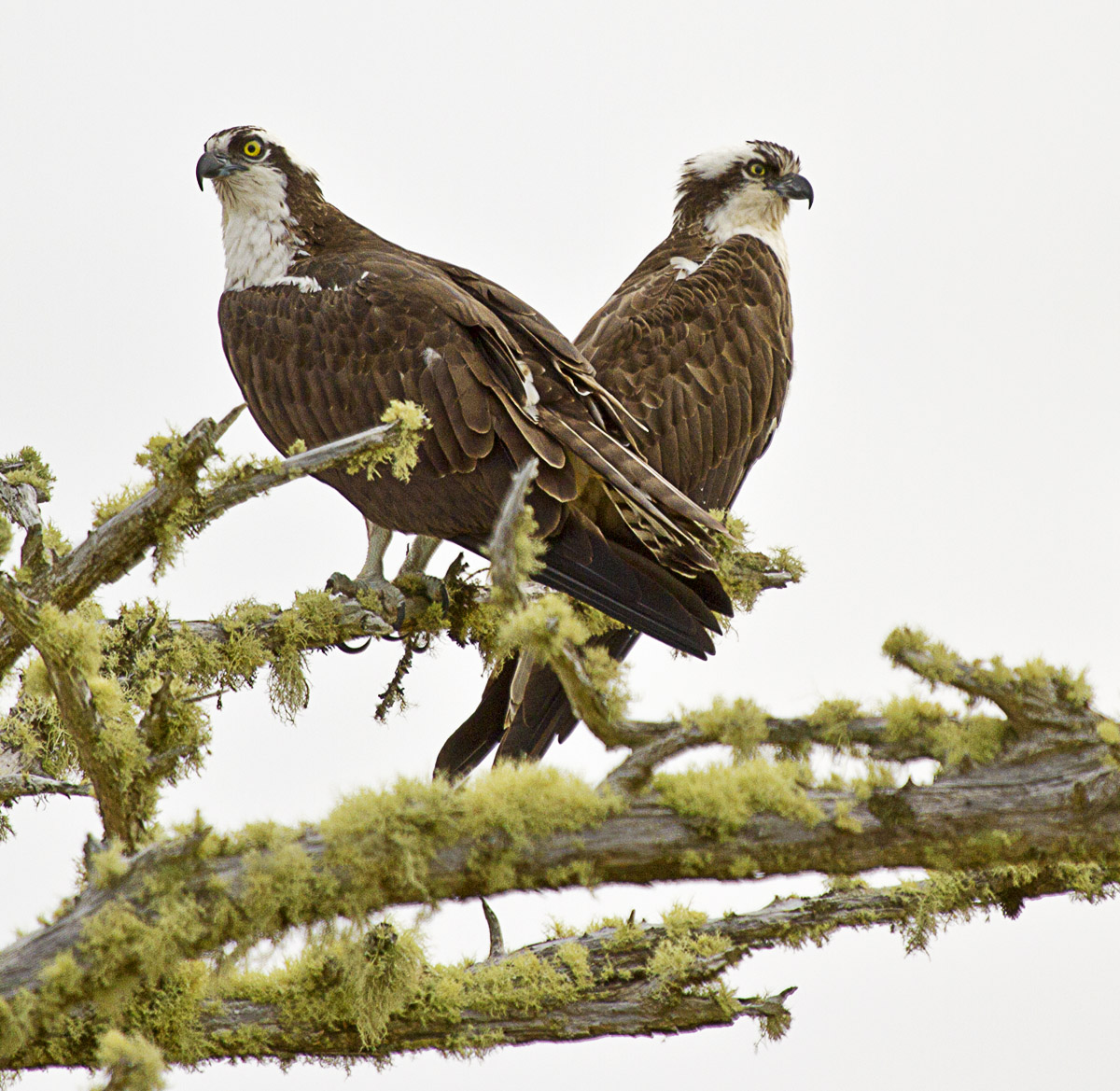 Osprey Pair