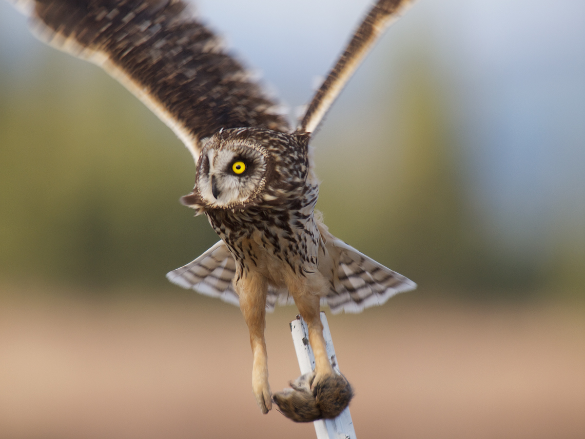 Short-eared Owl II