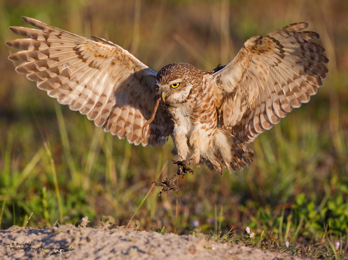 Burrowing Owl with worm
