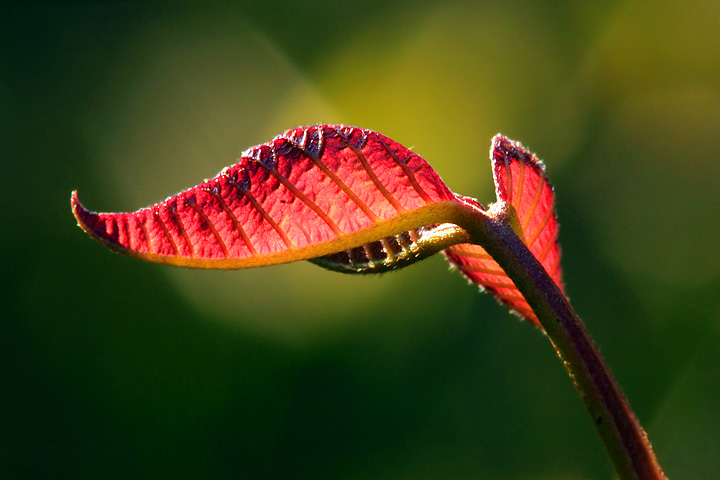 Spotlight on new growth